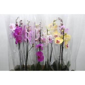 PHALAENOPSIS MIX P12
