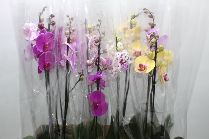 <h4>PHALAENOPSIS MIX P12</h4>