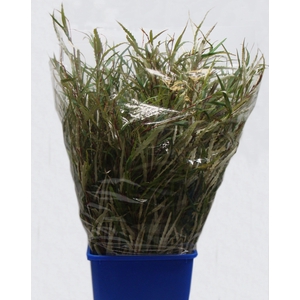 GREVILLEA 250