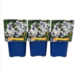 Agapanthus