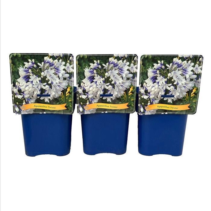 <h4>Agapanthus</h4>
