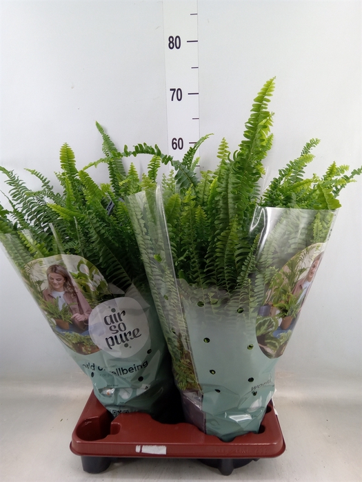 <h4>Nephrolepis exal. 'Green Lady'</h4>