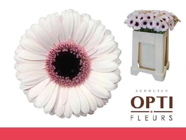 <h4>GE MI ABBY LOU</h4>