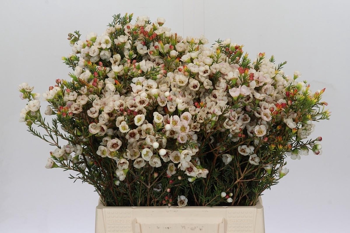 <h4>Chamelaucium Moonlight Delight</h4>