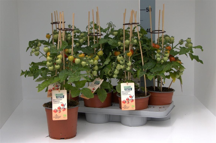 arr8 Tomatenplanten
