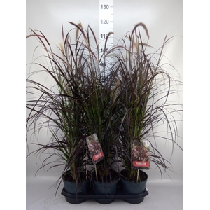 Pennisetum advena 'Rubrum'