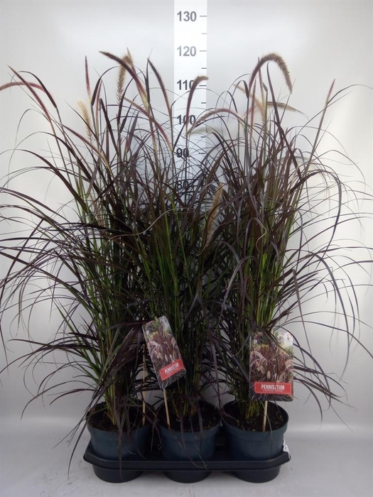 <h4>Pennisetum advena 'Rubrum'</h4>