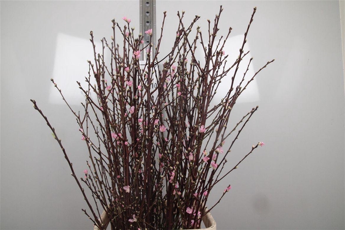 <h4>Prunus Ov Pink</h4>