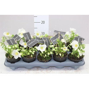 Helleborus Ni Winter Fleur 15+ Zonder Blad