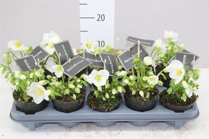 <h4>Helleborus Ni Winter Fleur 15+ Zonder Blad</h4>