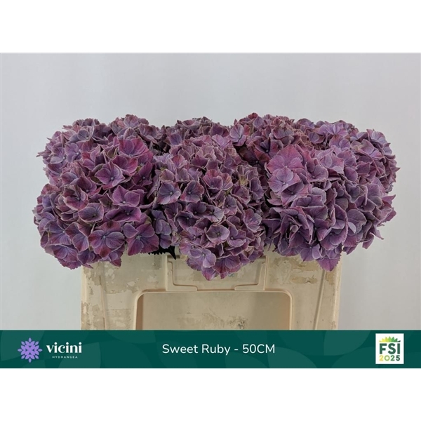<h4>Hydr Sweet Ruby 50 cm Vicini</h4>