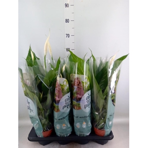 Spathiphyllum  'Sweet Chico'