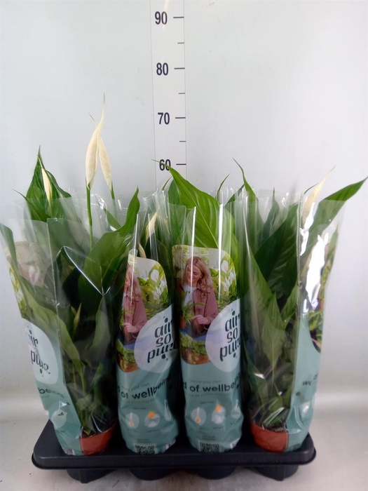 <h4>Spathiphyllum  'Sweet Chico'</h4>