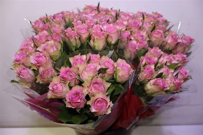 <h4>R Gr Flirt X10</h4>