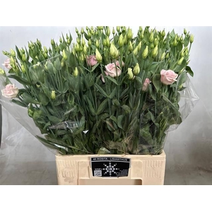 EUS G ROSI ROSE PINK