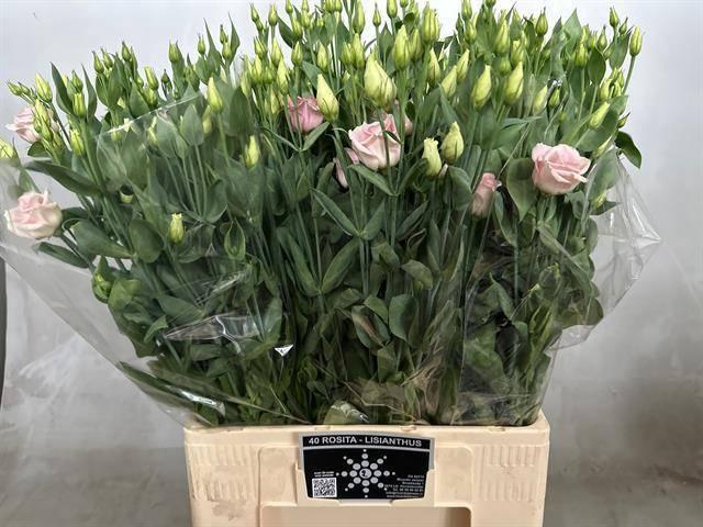 <h4>EUS G ROSI ROSE PINK</h4>