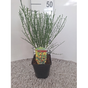 Cytisus firefly