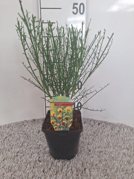 Cytisus firefly