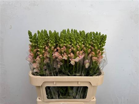 <h4>Antir Avignon Pink</h4>