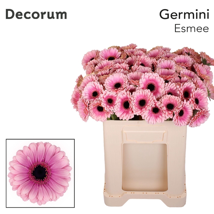 <h4>Germini Esmee Water</h4>