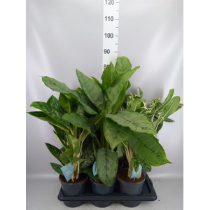 Aglaonema   ...mix