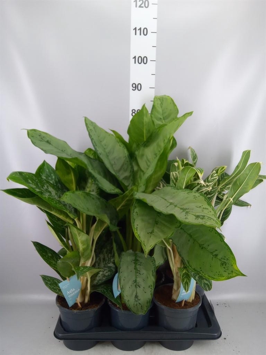 <h4>Aglaonema ...mix</h4>
