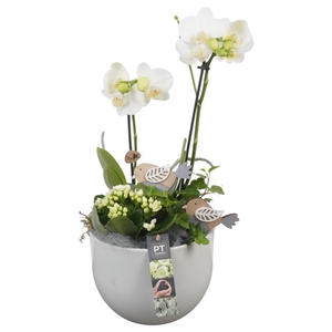 PTIB6372 Arrangementen kamerplanten
