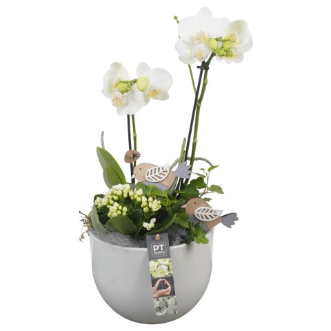 <h4>PTIB6372 Arrangementen kamerplanten</h4>