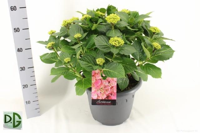 <h4>HYDR M HI RIVER</h4>