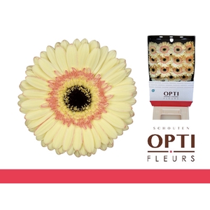 GE GR CARTIZZE-Diamond*30