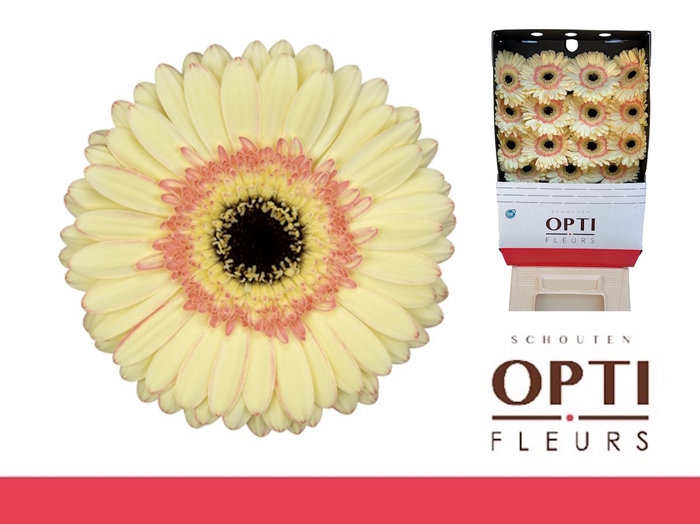 <h4>GE GR CARTIZZE-Diamond*30</h4>