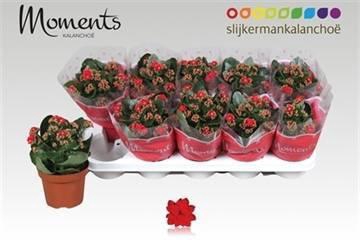 <h4>KAL GE SECRET RED</h4>