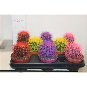 Echinoc Grusonii