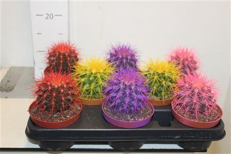 <h4>Echinoc Grusonii</h4>