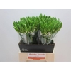 Ornithogalum Mount Fuji