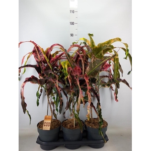 Codiaeum var. GR 'Dreadlocks'