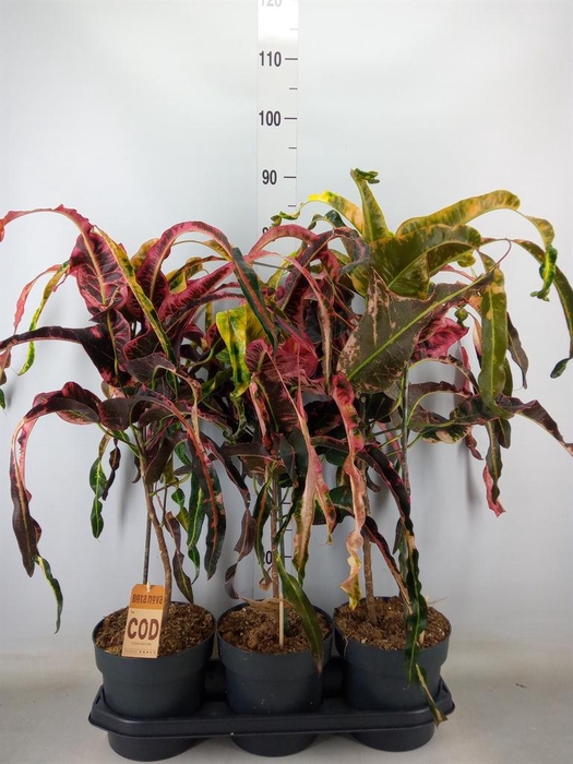 <h4>Codiaeum var. GR 'Dreadlocks'</h4>