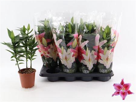 <h4>Lilium After Eight 3 Pp</h4>
