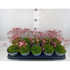 Saxifraga   ..kamerplant