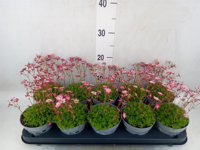 <h4>Saxifraga   ..kamerplant</h4>