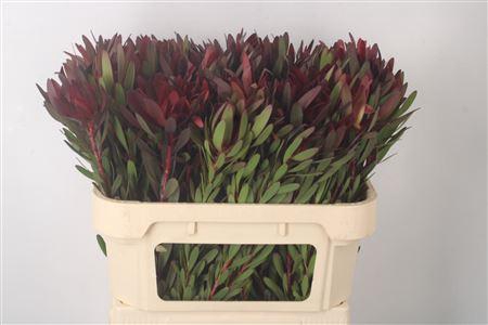 <h4>Leucad Saf Sunset</h4>