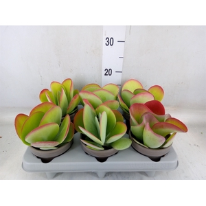 Kalanchoe NF thyrsiflora