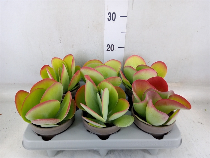 <h4>Kalanchoe NF thyrsiflora</h4>