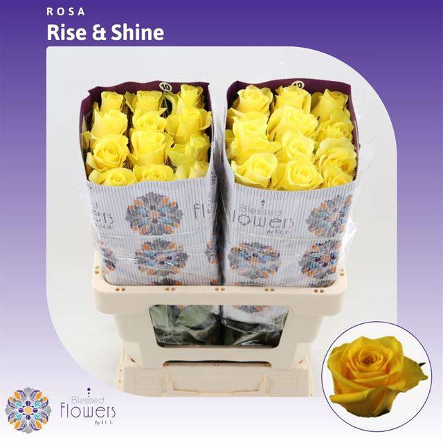 <h4>R GR RISE & SHINE</h4>