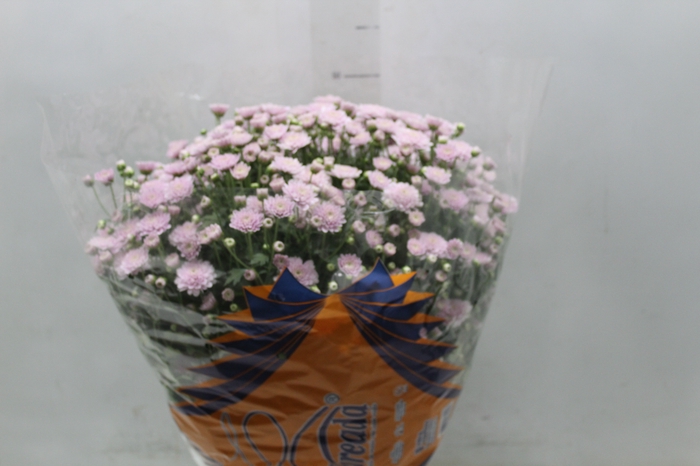 <h4>CRISANTEMO BOLA BELGA JASODA P20 ROSA</h4>