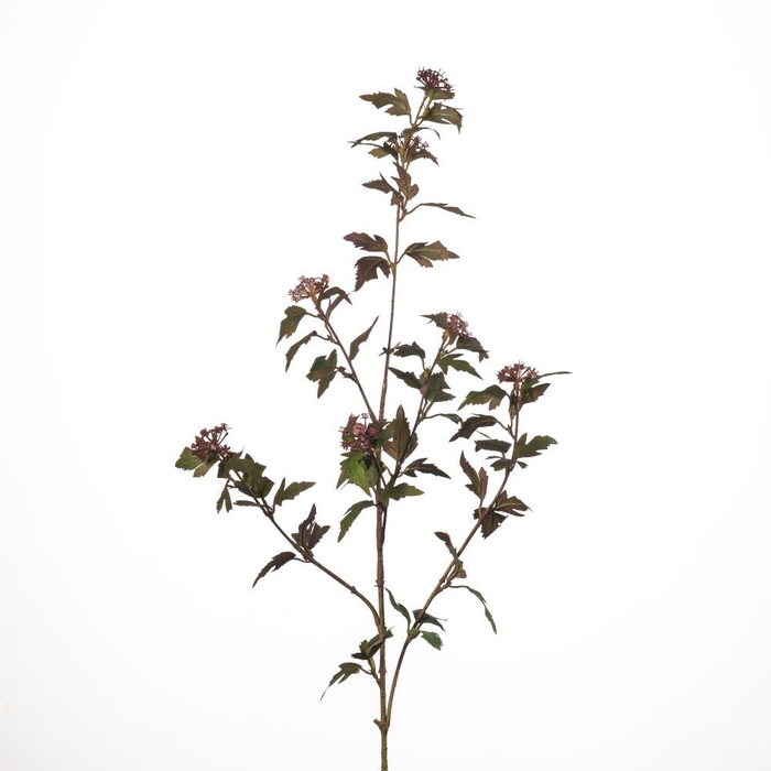 <h4>AF Viburnum spr x5 L90cm burg</h4>