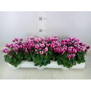 Cyclamen KL 'Snowridge Mini'
