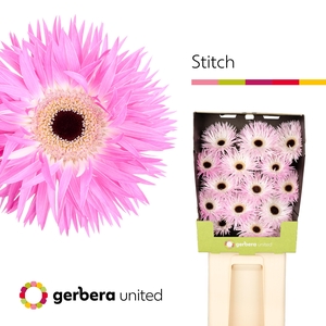 Gerbera Spider Stitch Diamond