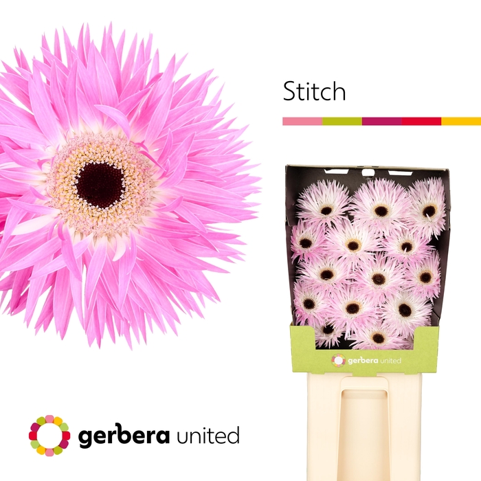 <h4>Gerbera Spider Stitch Diamond</h4>