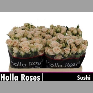 R Tr Sushi